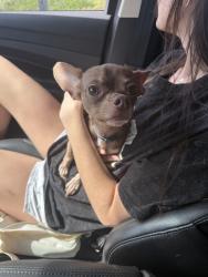 Reunited Male Dog last seen QT, Overland Park, KS 66202