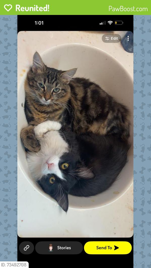 Reunited Male Cat last seen Near Sevierville Rd, Maryville, TN 37804, USA, Maryville, TN 37804