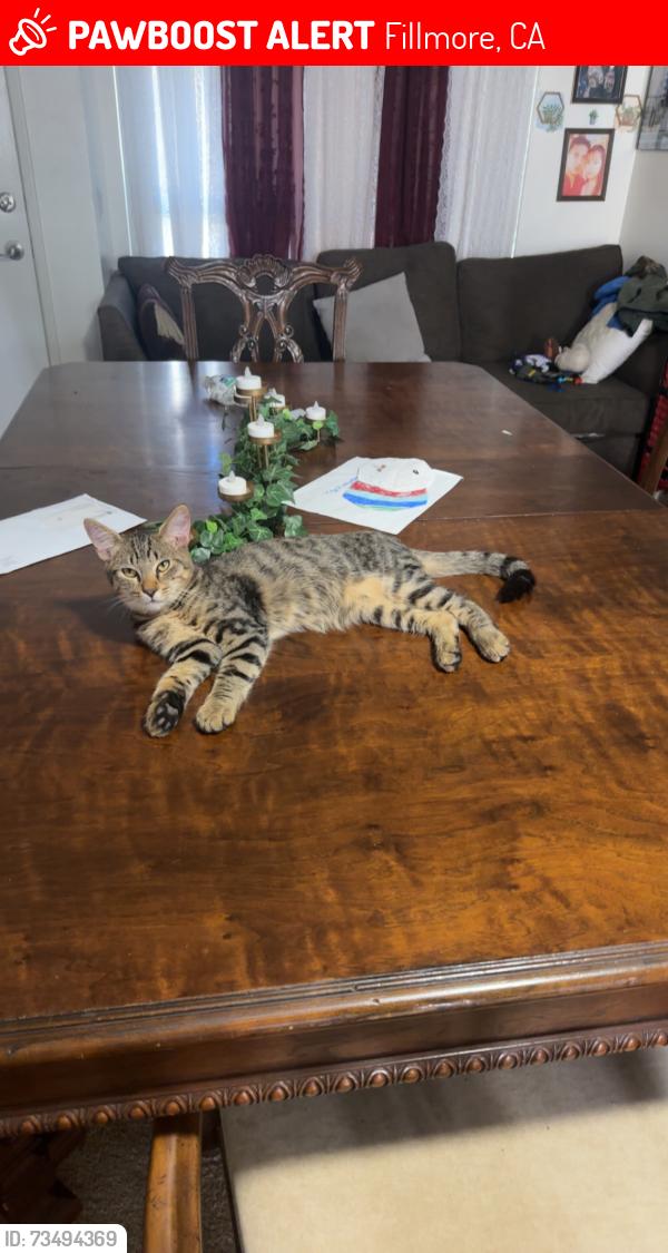 Lost Male Cat last seen Rancho Sespe, Fillmore, CA 93015