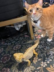 Reunited Male Cat last seen Near Eagle Glen Dr, Wylie, TX 75098, USA, Wylie, TX 75098