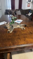 Lost Male Cat last seen Rancho Sespe, Fillmore, CA 93015