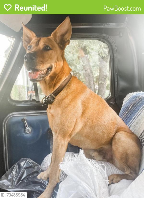 Reunited Male Dog last seen Doc Brown Road, Raeford, NC 28376