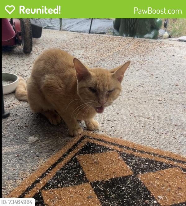 Reunited Male Cat last seen Rotha Dr, Lexington, NC 27292