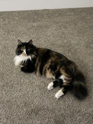 Lost Female Cat last seen 16th Ave N, 20th Ave N, and 3rd St N, Nampa, ID 83687