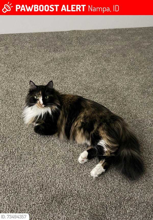 Lost Female Cat last seen 16th Ave N, 20th Ave N, and 3rd St N, Nampa, ID 83687