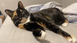 Lost Female Cat last seen Charles Dr. & E Fullerton Ave., Glendale Heights, IL 60139
