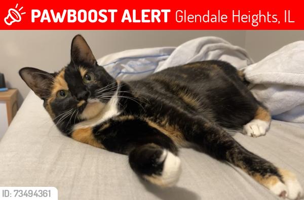 Lost Female Cat last seen Charles Dr. & E Fullerton Ave., Glendale Heights, IL 60139