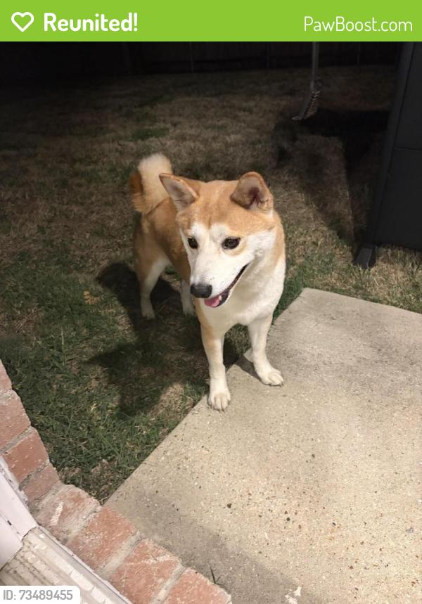 Reunited Male Dog last seen Lookout Pt., Fort Worth, TX 76179