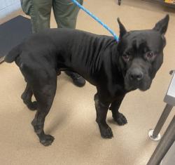 Shelter Stray Male Dog last seen Near Klondike Rd Lithonia, 30038, 30038, GA, 3280 Chamblee Dunwoody Rd, Chamblee, GA 30341, USA
