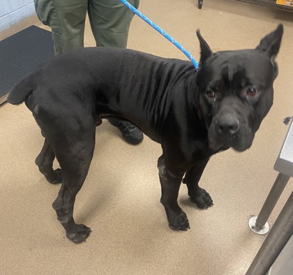 Shelter Stray Male Dog last seen Near Klondike Rd Lithonia, 30038, 30038, GA, 3280 Chamblee Dunwoody Rd, Chamblee, GA 30341, USA