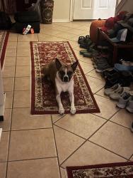 Lost Female Dog last seen Green mountain rd and evans, San Antonio, TX 78261