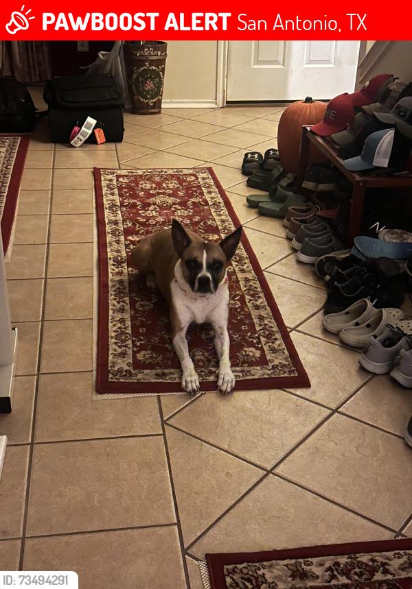 Lost Female Dog last seen Green mountain rd and evans, San Antonio, TX 78261