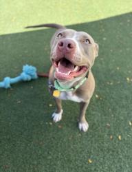 Shelter Stray Female Dog last seen , , OH, 9203 Detroit Ave, Cleveland, OH 44102, USA