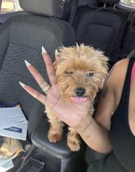Reunited Male Dog last seen Redwing rd, Apple Valley, CA 92308