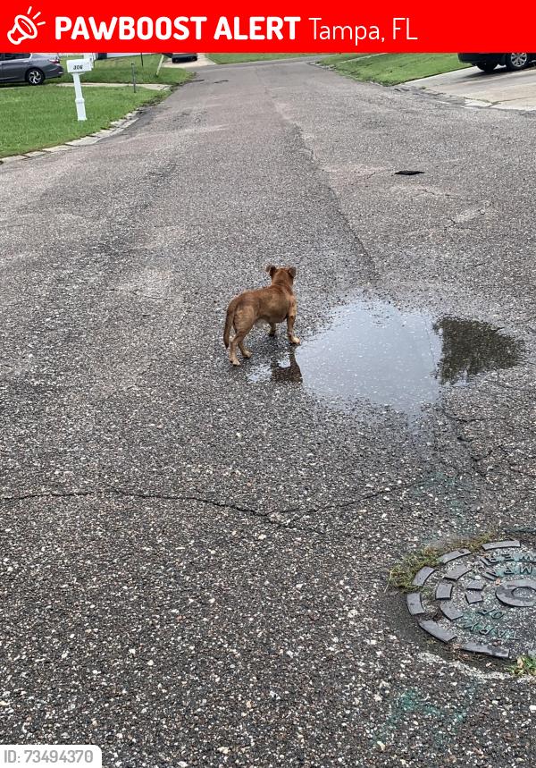 Lost Male Dog last seen Flamtree and coralvine, Tampa, FL 33619
