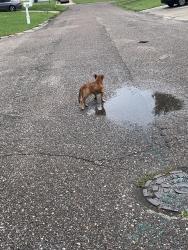 Lost Male Dog last seen Flamtree and coralvine, Tampa, FL 33619