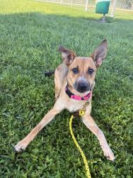 Shelter Stray Female Dog last seen Near & 66th Ave, IRC AC, FL, 6230 77th St, Vero Beach, FL 32967, USA