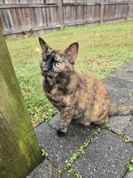 Reunited Female Cat last seen Mill Park Drive & Hungary Road, Henrico County, VA 23060