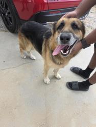 Found/Stray Male Dog last seen Rosecrans and North Dwight, Compton, CA 90227