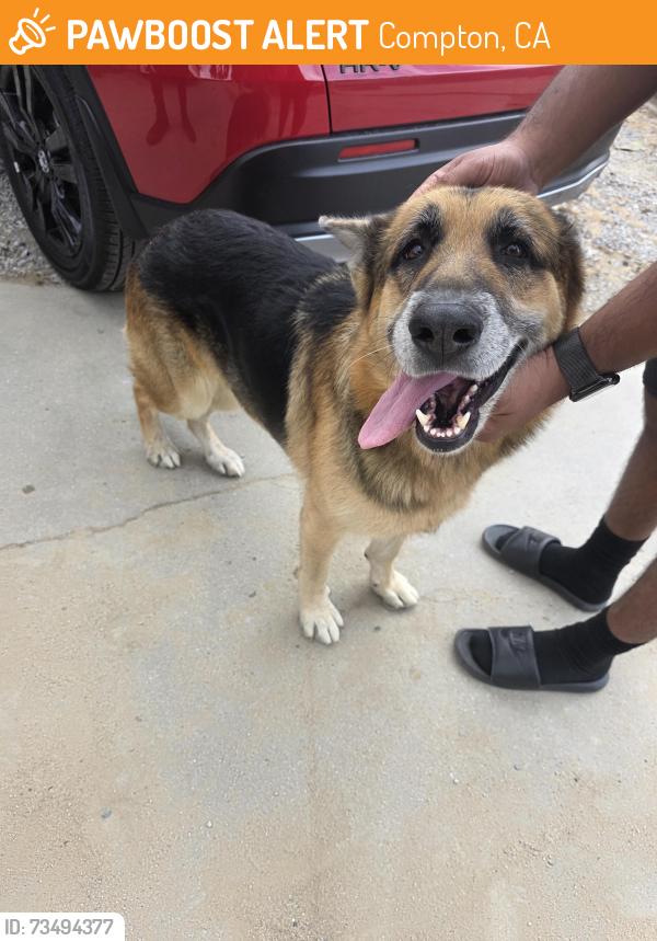 Found/Stray Male Dog last seen Rosecrans and North Dwight, Compton, CA 90227