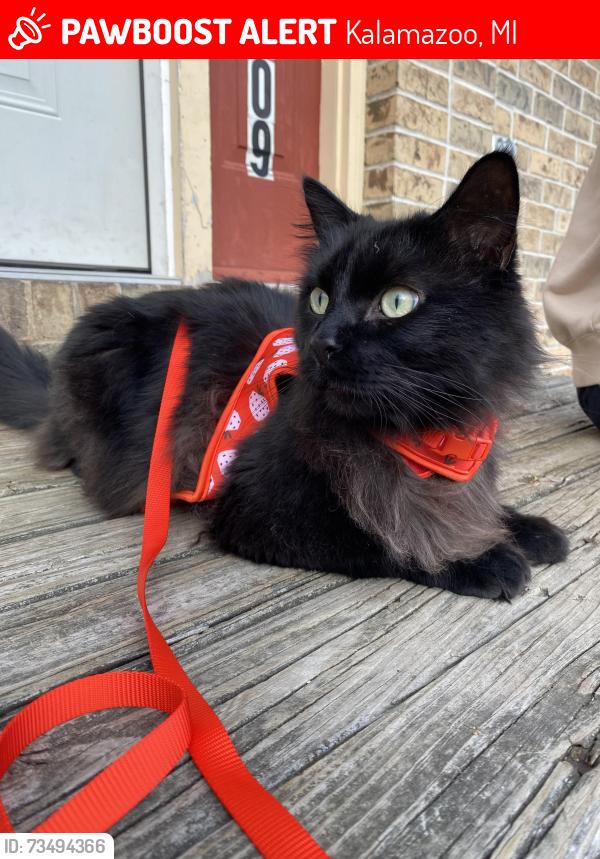 Lost Male Cat last seen corvo trace, carrington ct, Kalamazoo, MI 49009
