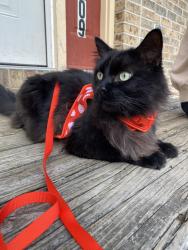 Lost Male Cat last seen corvo trace, carrington ct, Kalamazoo, MI 49009