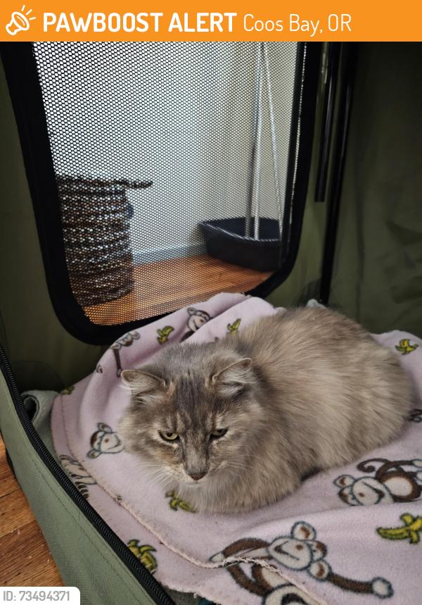 Found/Stray Unknown Cat last seen Above mingas park, Coos Bay, OR 97420