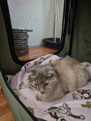 Found/Stray Unknown Cat last seen Above mingas park, Coos Bay, OR 97420