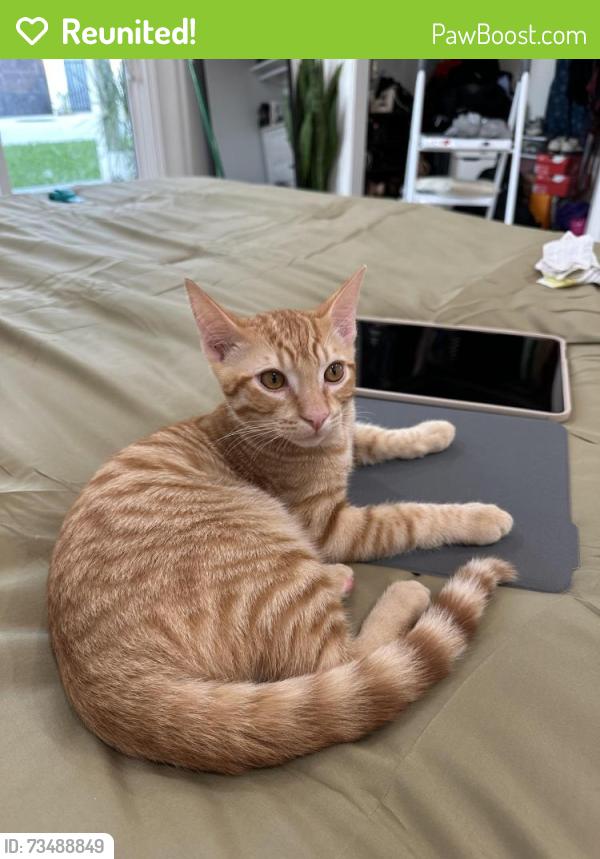 Reunited Male Cat last seen Josephine Street between Monrovia Avenue and Lindbergh Avenue, Lynwood, California, 90262, Lynwood, CA 90262