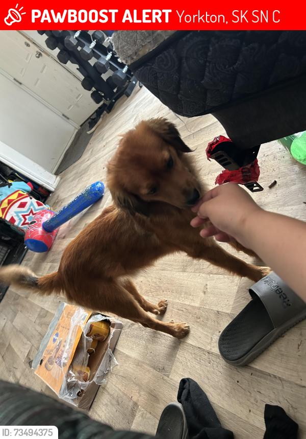 Lost Male Dog last seen Walmart, Yorkton, SK S3N 3C7