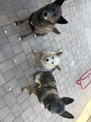 Reunited Female Dog last seen Spring Valley Worthington St, Spring Valley, CA 91977