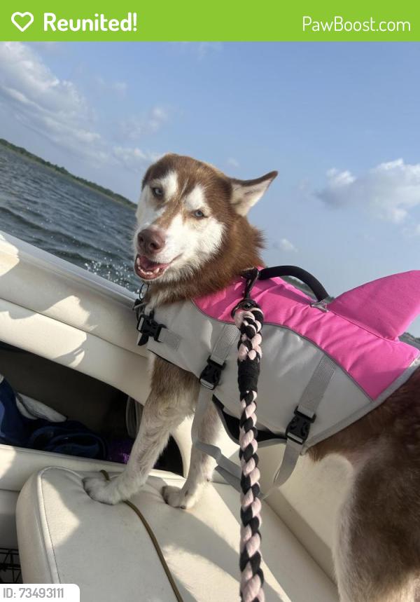 Reunited Female Dog last seen Broadway, Brentwood, NY 11717