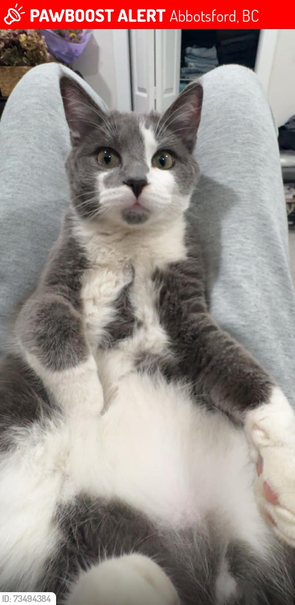 Lost Male Cat last seen Clearbrook, Abbotsford, BC 98264