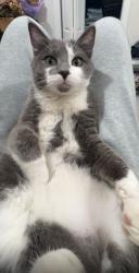 Lost Male Cat last seen Clearbrook, Abbotsford, BC 98264