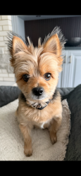 Lost Male Dog last seen Lloyd Avenue Itasca, Itasca, IL 60143