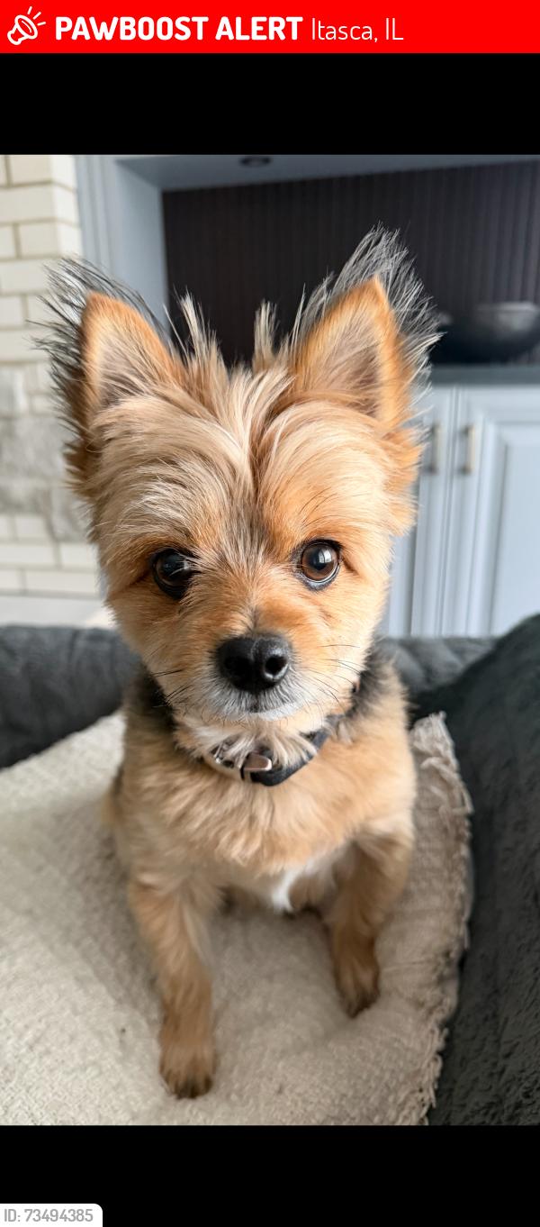 Lost Male Dog last seen Lloyd Avenue Itasca, Itasca, IL 60143