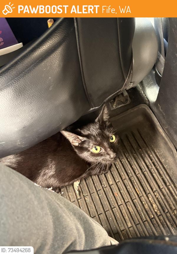 Found/Stray Female Cat last seen N/A, Fife, WA 98424