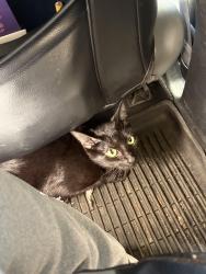 Found/Stray Female Cat last seen N/A, Fife, WA 98424