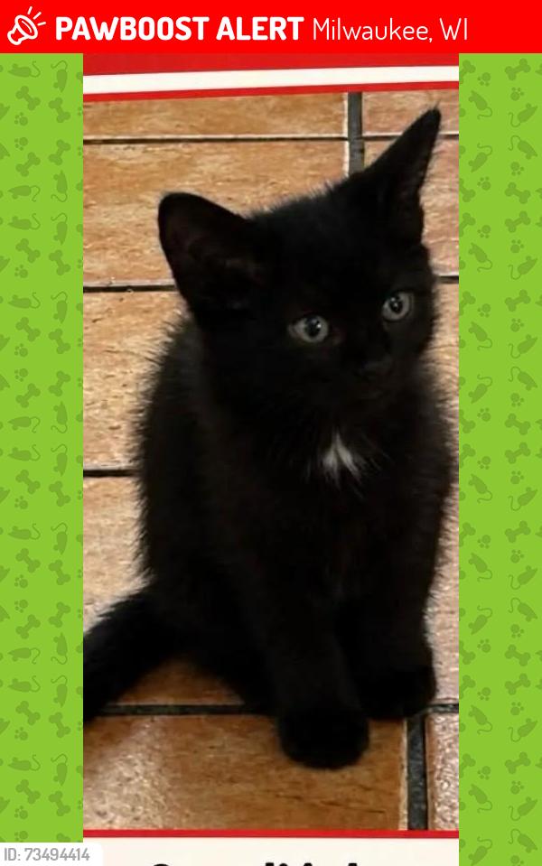 Lost Female Cat last seen 1523A S 26th, Milwaukee, WI 53204