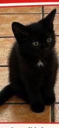Lost Female Cat last seen 1523A S 26th, Milwaukee, WI 53204