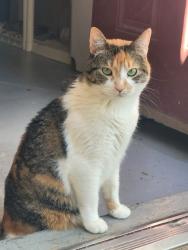 Reunited Female Cat last seen Erie, Pueblo, CO 81001