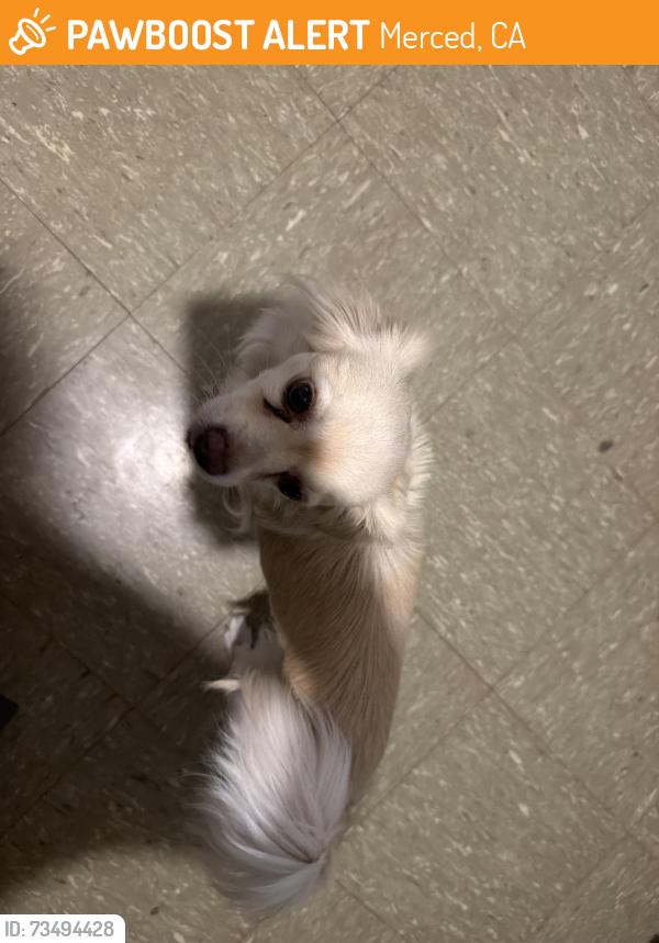 Found/Stray Female Dog last seen Bismarck, Merced, CA 95348