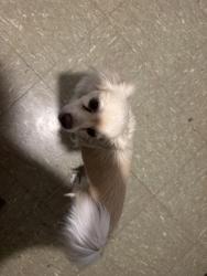 Found/Stray Female Dog last seen Bismarck, Merced, CA 95348