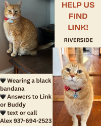 Reunited Male Cat last seen Knowlton & Bullocks Point Ave, East Providence, RI 02915
