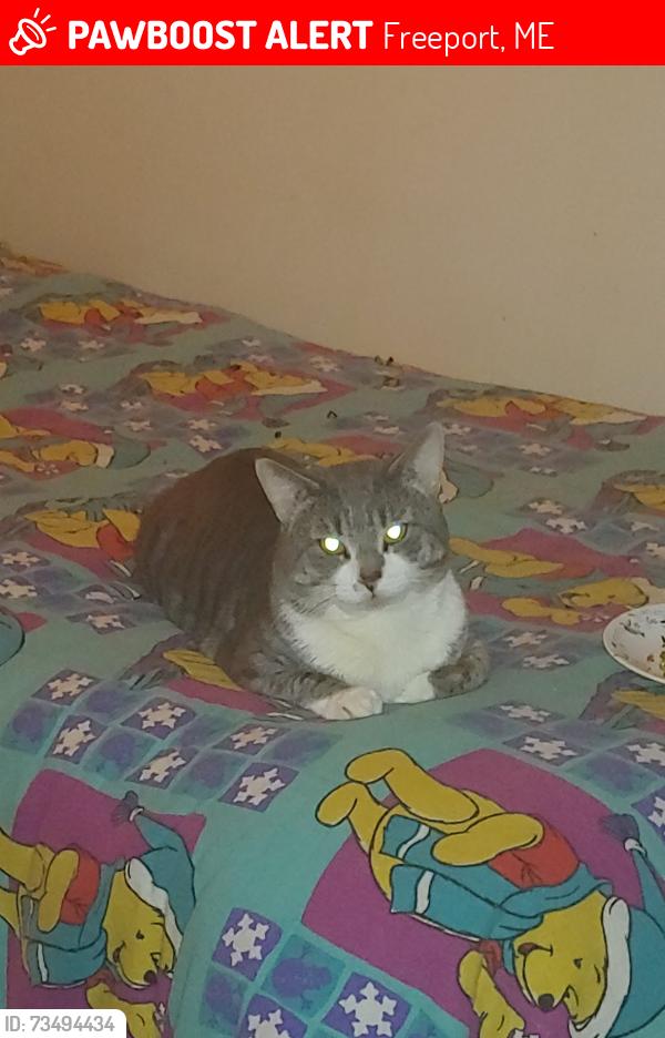 Lost Male Cat last seen Near bow street Freeport maine, Freeport, ME 04032