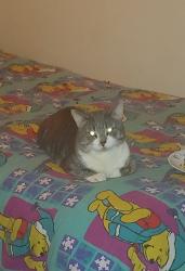Lost Male Cat last seen Near bow street Freeport maine, Freeport, ME 04032