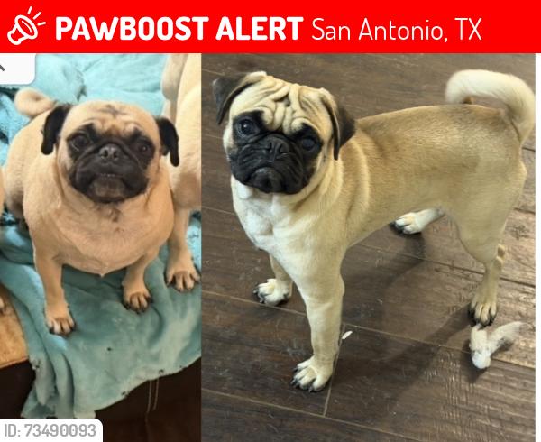 Lost Unknown Dog last seen bandera and evers ed, San Antonio, TX 78228