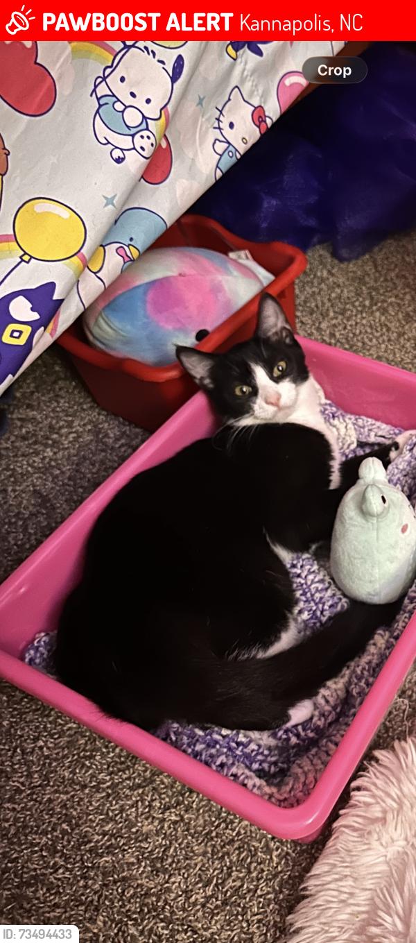 Lost Female Cat last seen Carsil st, Kannapolis, NC 28083