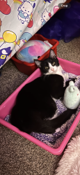 Lost Female Cat last seen Carsil st, Kannapolis, NC 28083