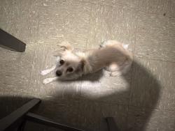 Found/Stray Female Dog last seen Bismark, Merced, CA 95348